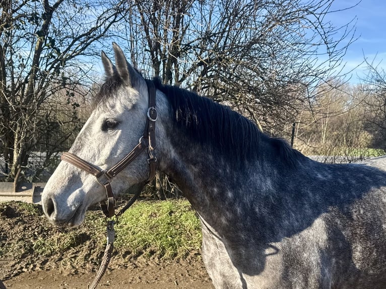 Hannoveraan Merrie 5 Jaar 155 cm Appelschimmel in Grevenbroich