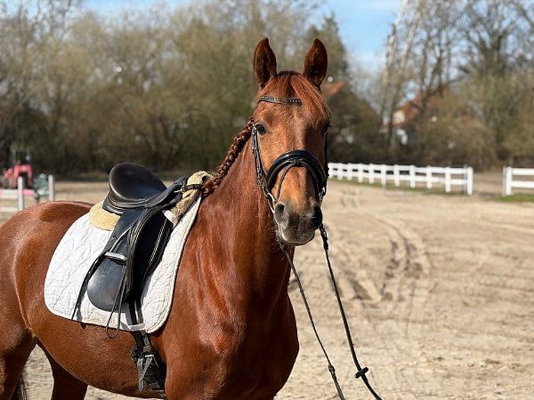 Hannoveraan Merrie 5 Jaar 158 cm Donkere-vos in Verden (Aller)