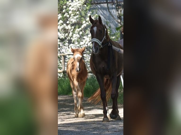 Hannoveraan Merrie 5 Jaar 158 cm Vos in Weil
