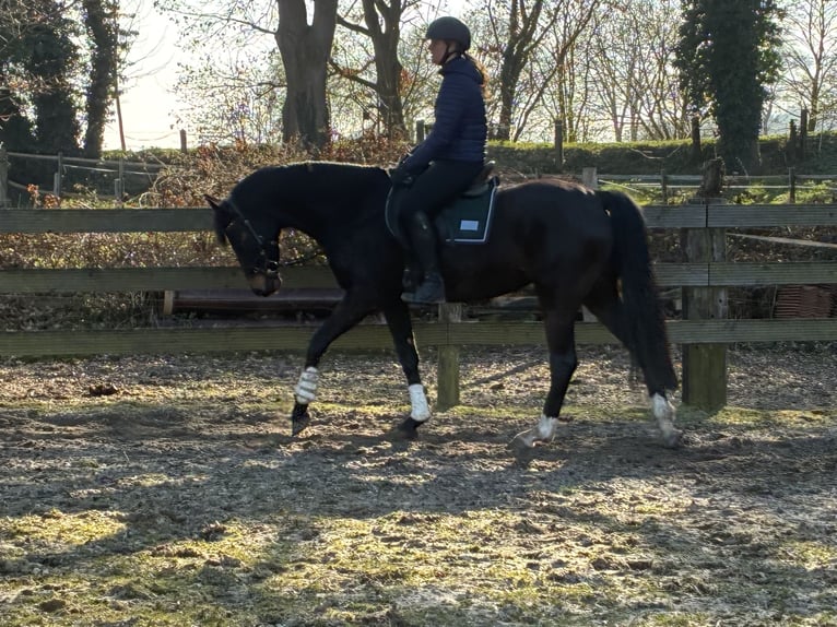 Hannoveraan Merrie 5 Jaar 160 cm Donkerbruin in Hagen im Bremischen