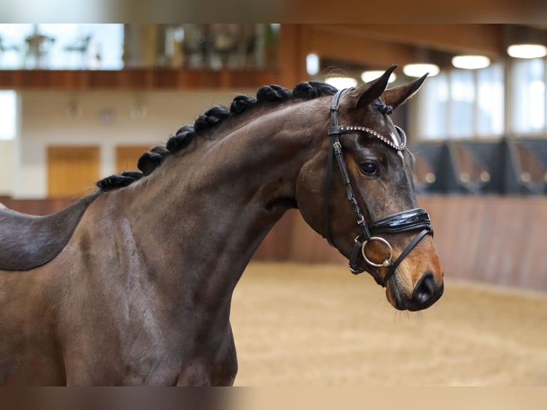 Hannoveraan Merrie 5 Jaar 160 cm Donkerbruin in Lienen