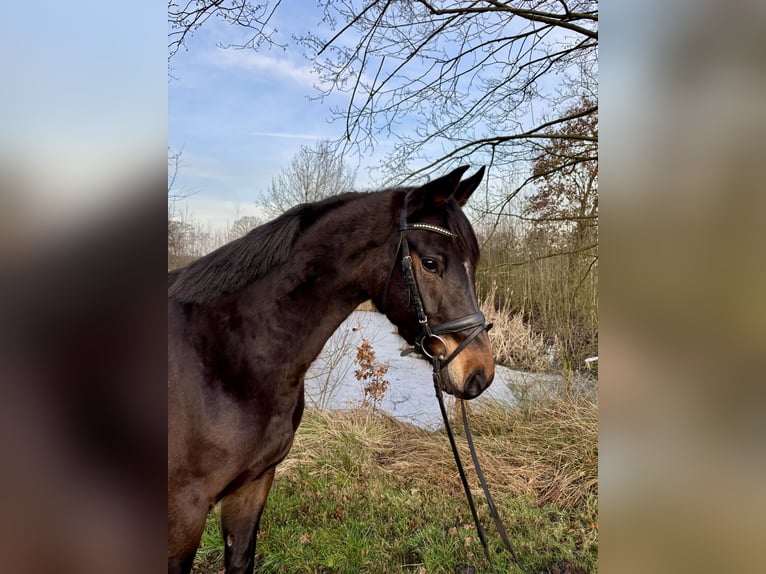Hannoveraan Merrie 5 Jaar 160 cm Donkerbruin in Walsrode