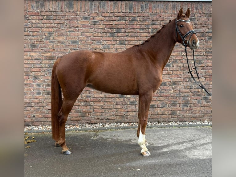 Hannoveraan Merrie 5 Jaar 160 cm Donkere-vos in Niederkassel