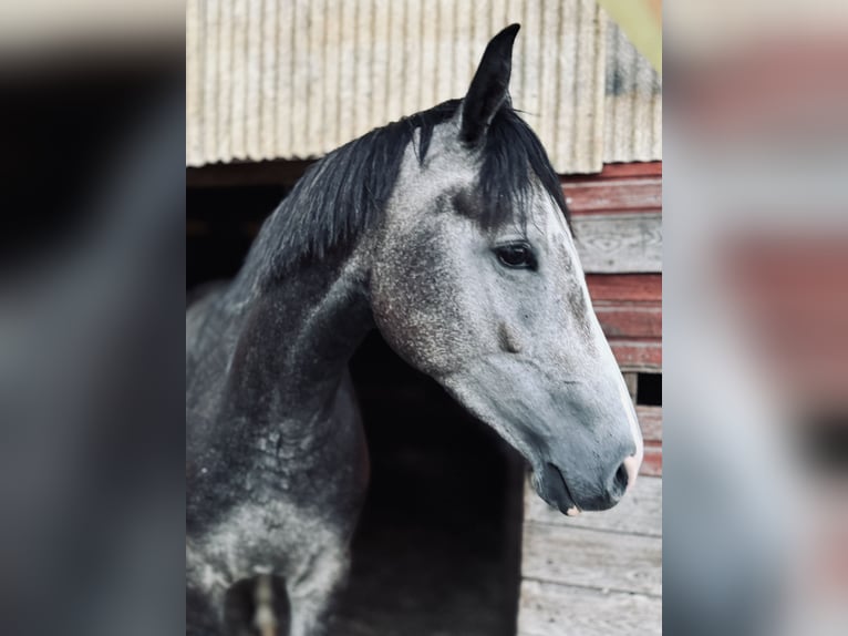 Hannoveraan Merrie 5 Jaar 160 cm Schimmel in Riga