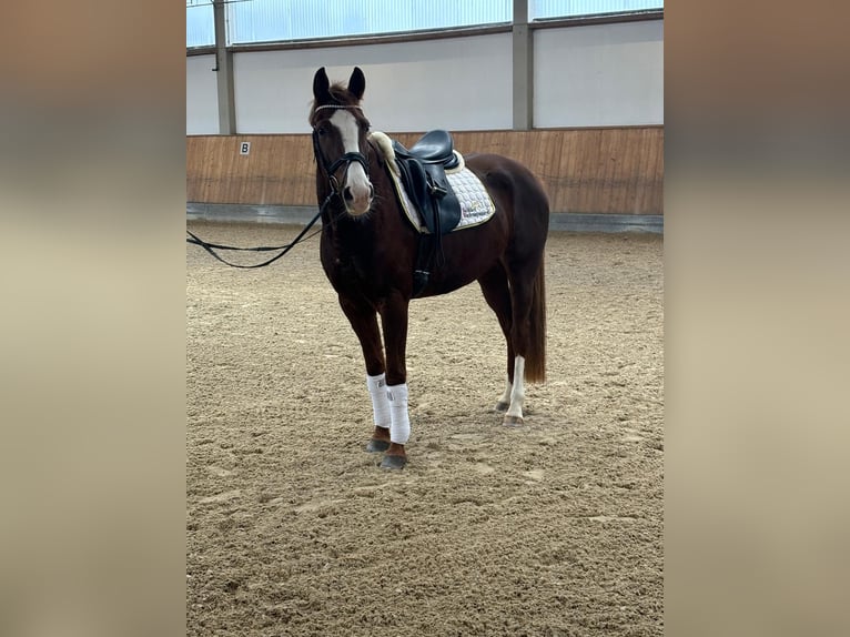 Hannoveraan Merrie 5 Jaar 160 cm Vos in Schiltberg