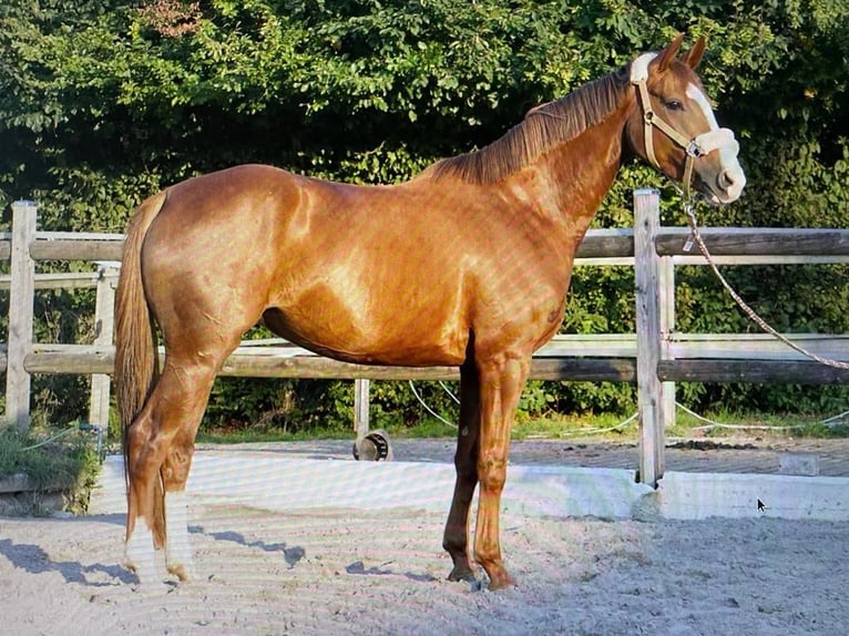 Hannoveraan Merrie 5 Jaar 160 cm Vos in Schiltberg