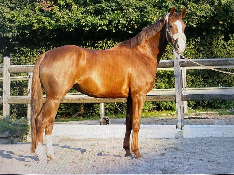 Hannoveraan Merrie 5 Jaar 160 cm Vos in Schiltberg