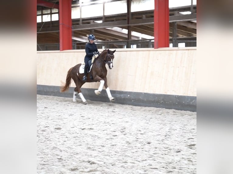 Hannoveraan Merrie 5 Jaar 161 cm Donkere-vos in Hohenfelde