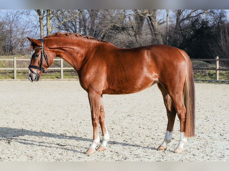 Hannoveraan Merrie 5 Jaar 161 cm Vos in Riedstadt