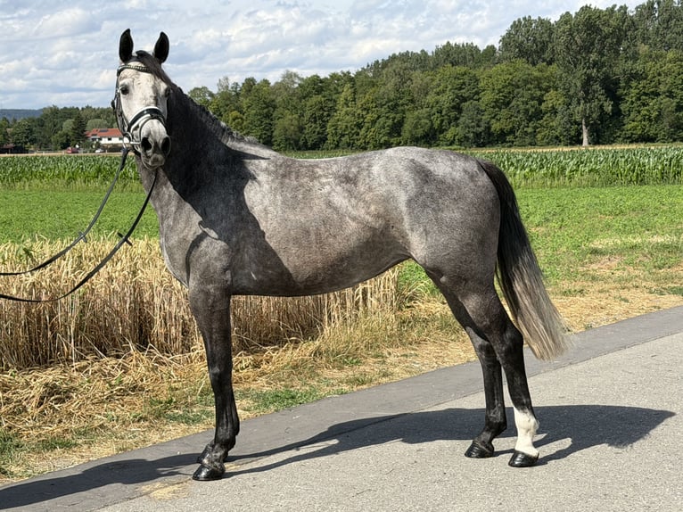 Hannoveraan Merrie 5 Jaar 162 cm Appelschimmel in Riedlingen