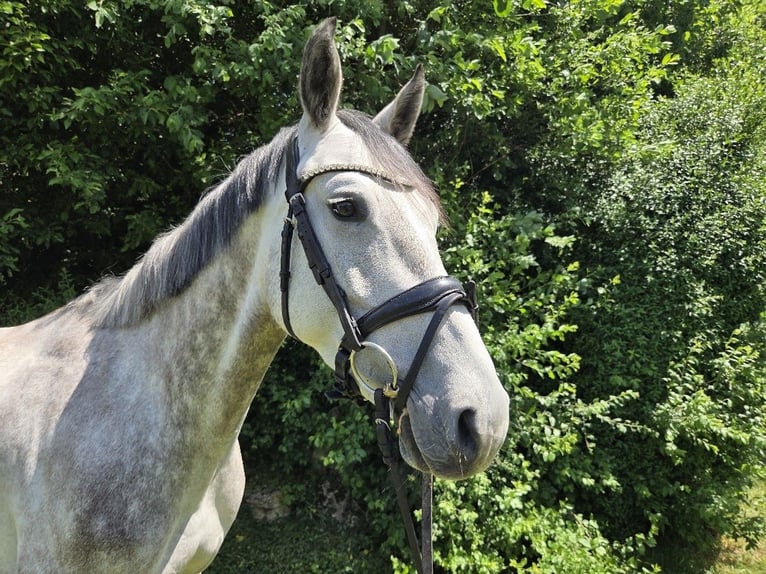Hannoveraan Merrie 5 Jaar 162 cm Schimmel in Pilsach