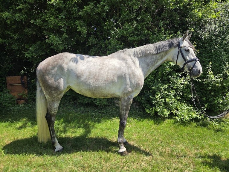 Hannoveraan Merrie 5 Jaar 162 cm Schimmel in Pilsach