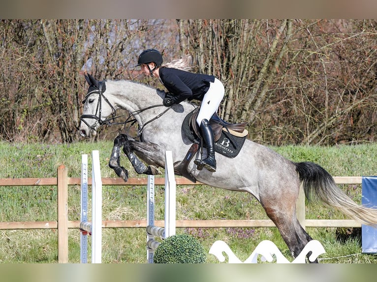 Hannoveraan Merrie 5 Jaar 162 cm Schimmel in Riedstadt
