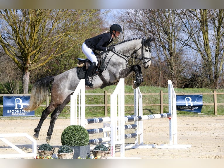 Hannoveraan Merrie 5 Jaar 162 cm Schimmel in Riedstadt