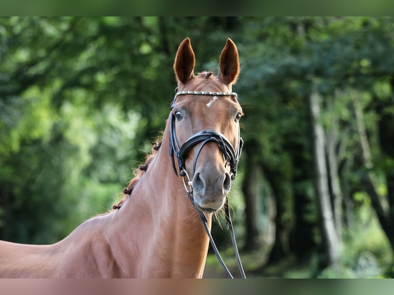 Hannoveraan Merrie 5 Jaar 162 cm Vos in Wuppertal