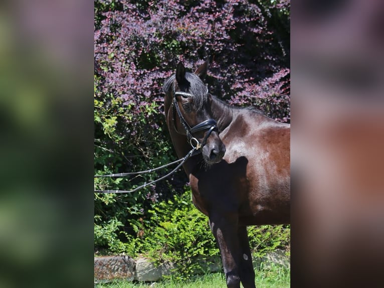 Hannoveraan Merrie 5 Jaar 162 cm Zwartbruin in Schwäbisch Hall