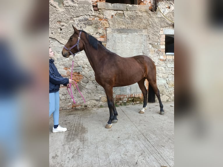Hannoveraan Merrie 5 Jaar 163 cm Bruin in Mügeln