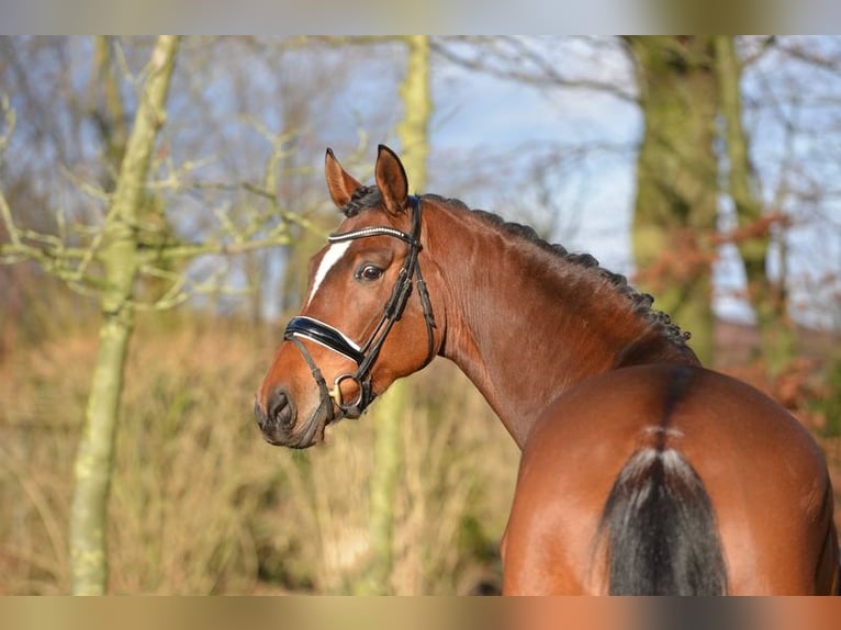 Hannoveraan Merrie 5 Jaar 163 cm Bruin in Vechta