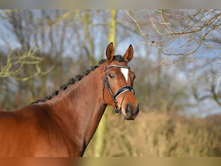 Hannoveraan Merrie 5 Jaar 163 cm Bruin in Vechta