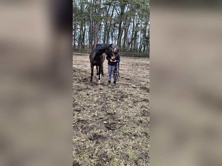 Hannoveraan Merrie 5 Jaar 163 cm Bruin in Neuenhaus