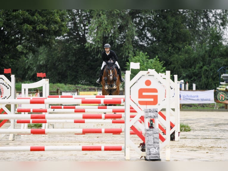 Hannoveraan Merrie 5 Jaar 163 cm Bruin in Bad Kreuznach