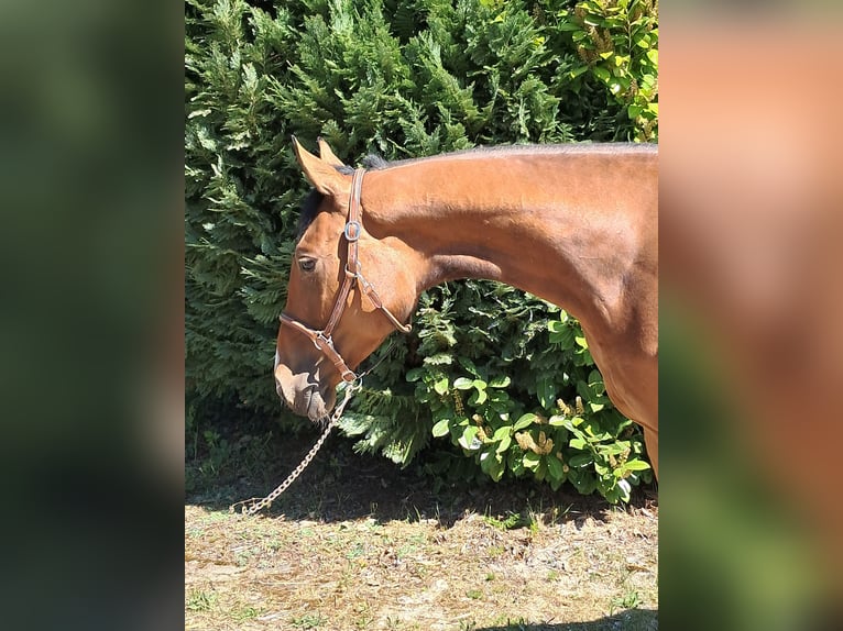 Hannoveraan Merrie 5 Jaar 163 cm Bruin in Messel