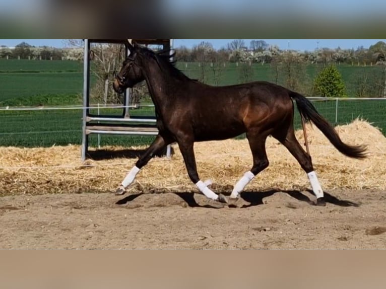 Hannoveraan Merrie 5 Jaar 163 cm Donkerbruin in Magdeburg