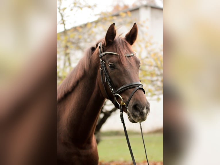 Hannoveraan Merrie 5 Jaar 163 cm Donkere-vos in Großbeeren