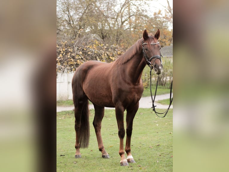 Hannoveraan Merrie 5 Jaar 163 cm Donkere-vos in Großbeeren