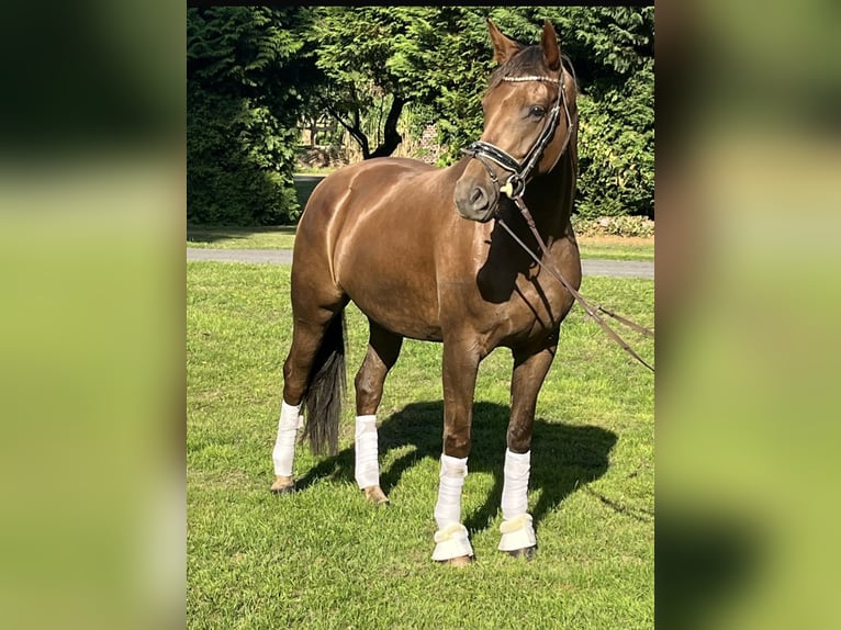 Hannoveraan Merrie 5 Jaar 163 cm Donkere-vos in Hamm