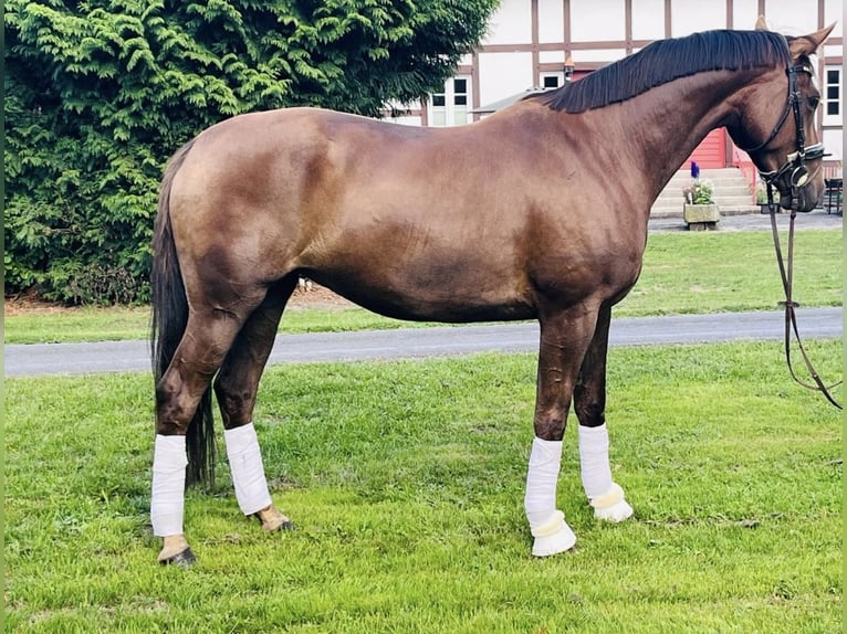 Hannoveraan Merrie 5 Jaar 163 cm Donkere-vos in Hamm