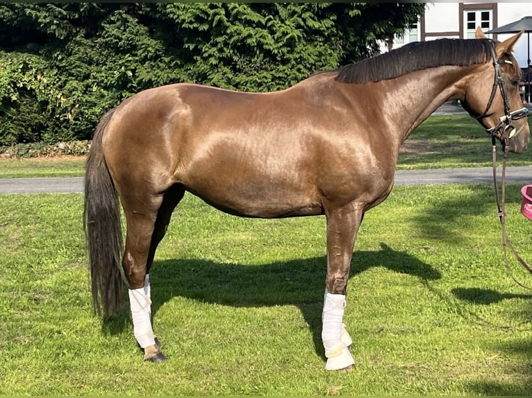 Hannoveraan Merrie 5 Jaar 163 cm Donkere-vos in Hamm