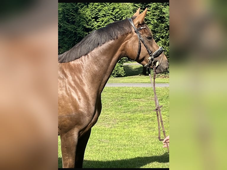 Hannoveraan Merrie 5 Jaar 163 cm Donkere-vos in Hamm