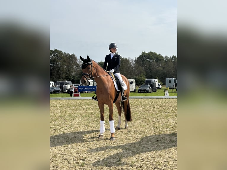 Hannoveraan Merrie 5 Jaar 163 cm Donkere-vos in Rhade