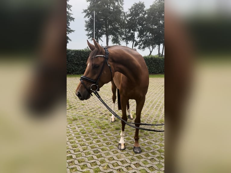 Hannoveraan Merrie 5 Jaar 163 cm Donkere-vos in Rhade