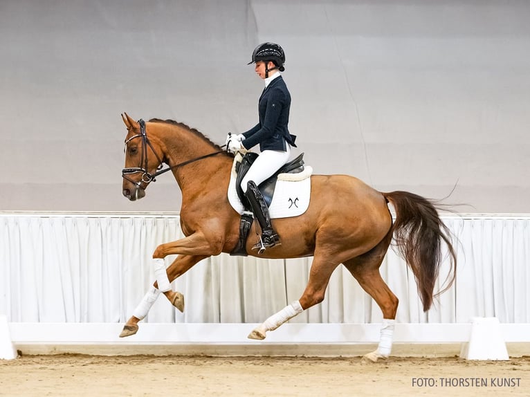 Hannoveraan Merrie 5 Jaar 163 cm Donkere-vos in Verden
