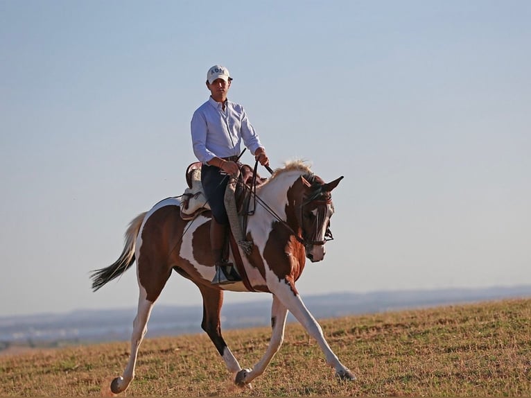 Hannoveraan Merrie 5 Jaar 163 cm Gevlekt-paard in Cadiz