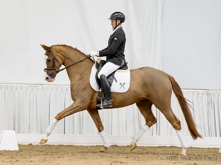 Hannoveraan Merrie 5 Jaar 163 cm Vos in Verden