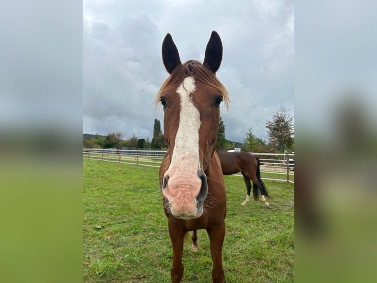 Hannoveraan Merrie 5 Jaar 163 cm Vos in Berg bei Neumarkt in der Oberpfalz