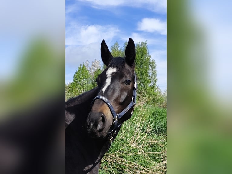 Hannoveraan Merrie 5 Jaar 163 cm Zwartbruin in Vechelde