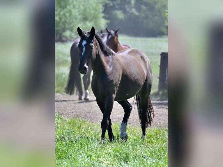 Hannoveraan Merrie 5 Jaar 163 cm Zwartbruin in Vechelde