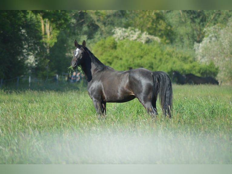Hannoveraan Merrie 5 Jaar 163 cm Zwartbruin in Vechelde