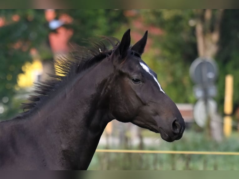 Hannoveraan Merrie 5 Jaar 163 cm Zwartbruin in Vechelde
