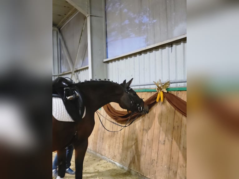 Hannoveraan Merrie 5 Jaar 164 cm Bruin in Brackenheim