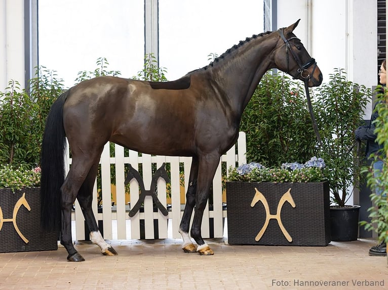 Hannoveraan Merrie 5 Jaar 164 cm Bruin in Verden