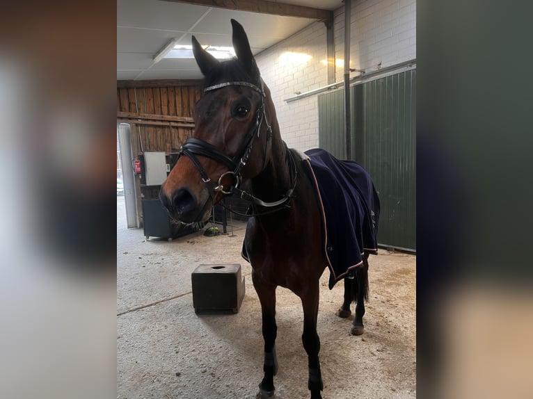 Hannoveraan Merrie 5 Jaar 164 cm Bruin in Würselen