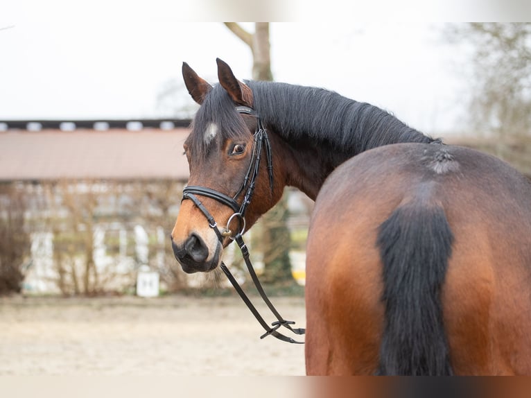 Hannoveraan Merrie 5 Jaar 164 cm Bruin in Elmlohe