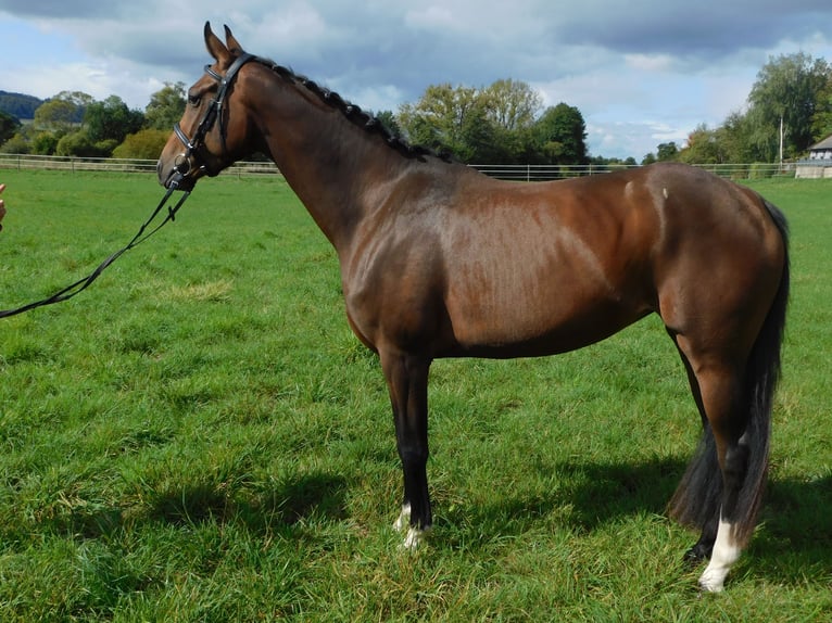 Hannoveraan Merrie 5 Jaar 164 cm Donkerbruin in Homberg (Ohm)