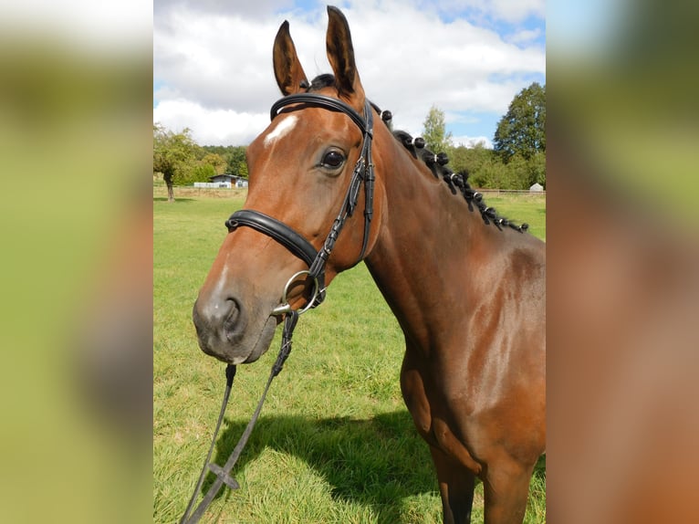 Hannoveraan Merrie 5 Jaar 164 cm Donkerbruin in Homberg (Ohm)