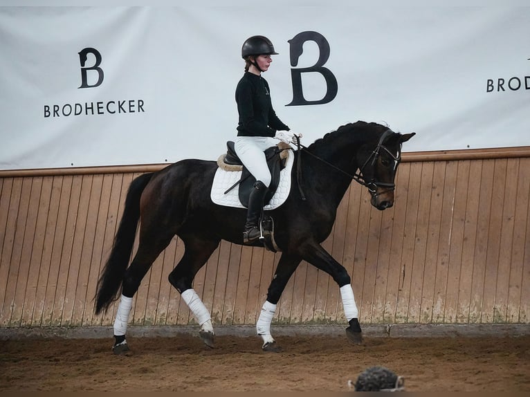Hannoveraan Merrie 5 Jaar 164 cm Donkerbruin in Riedstadt